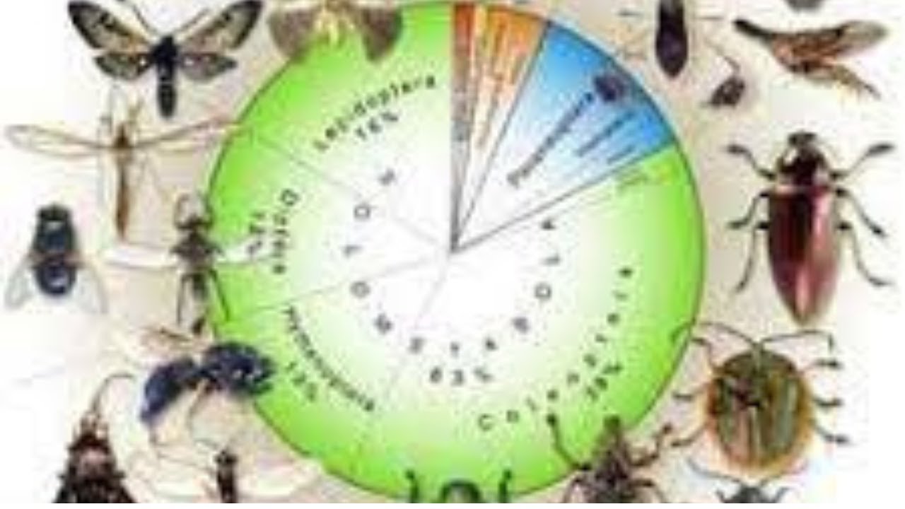 Why insects are so crucial to life on Earth | World11Now
