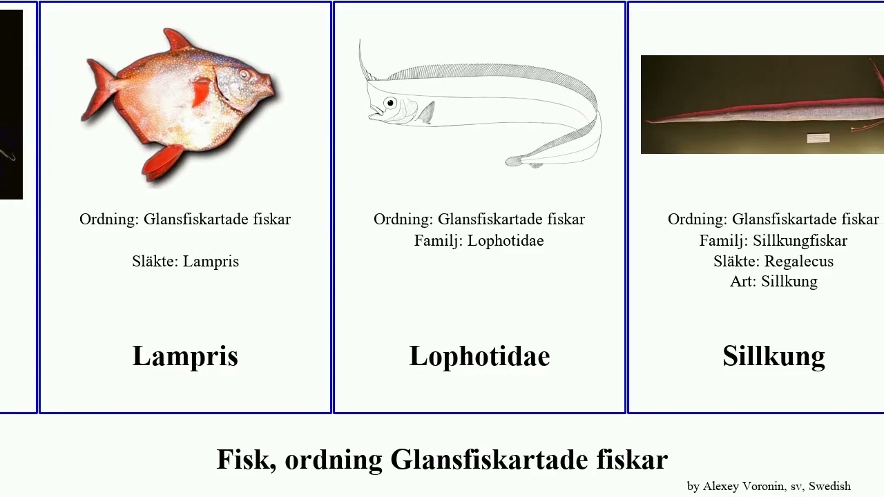 Fisk, ordning Glansfiskartade fiskar fish cristatus Tofsfisk Jesse Trachipterus V&aring;gm&auml;r Gallagher