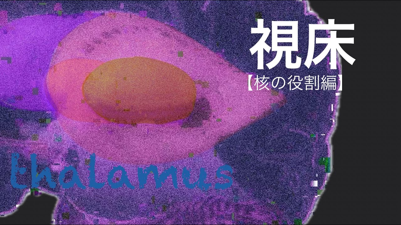 視床機能解剖【亜核機能編】