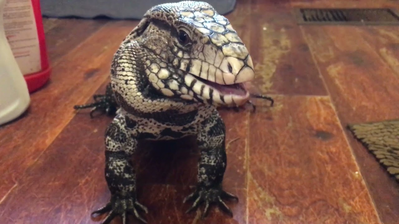 MALE ARGENTINE TEGU EATING WHOLE EGGS!!