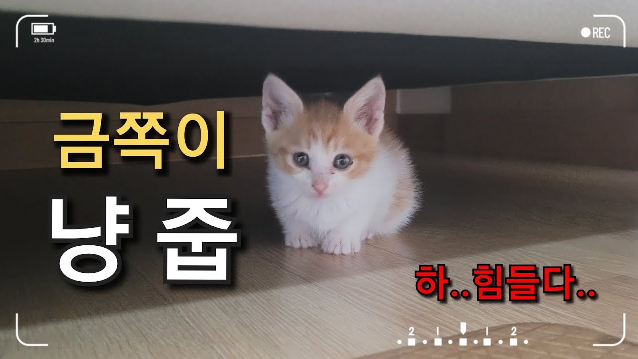 냥줍한 금쪽이 아기고양이...상담 필요