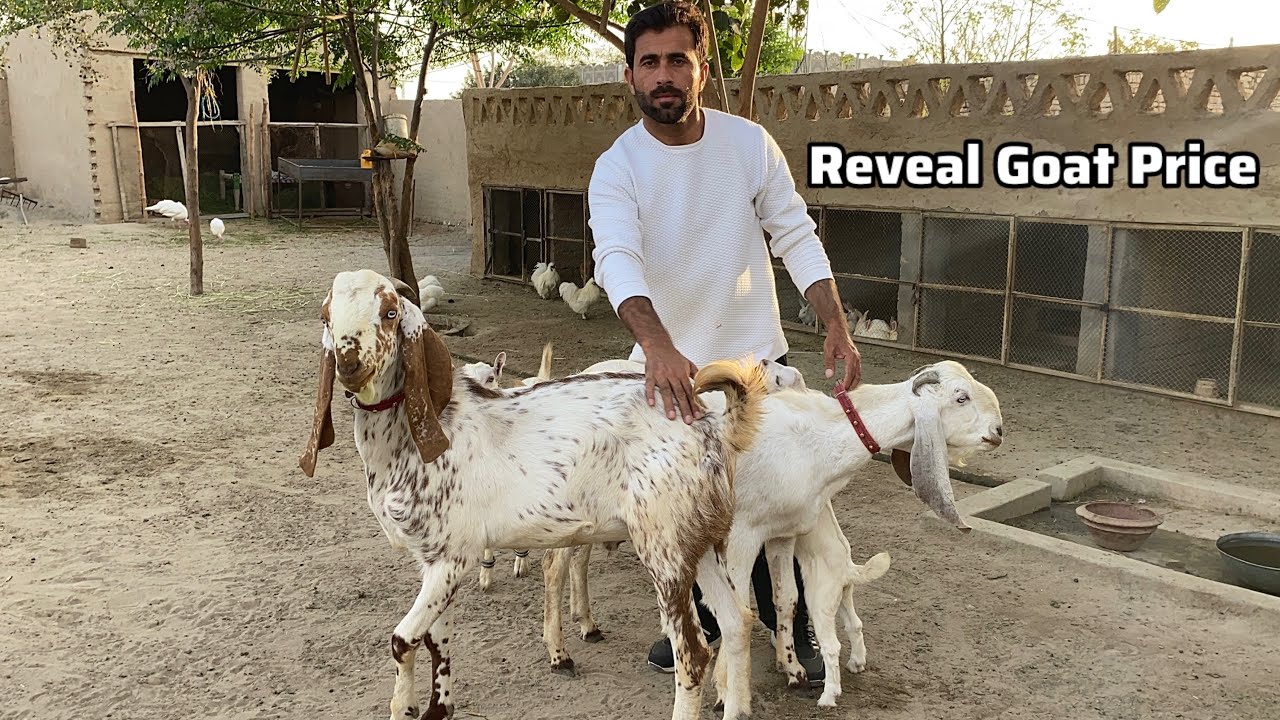 Qurbani k Liy Bakry ktne k Liy ? Price of these two Goats 🐐 Pets Lover in Punjab 