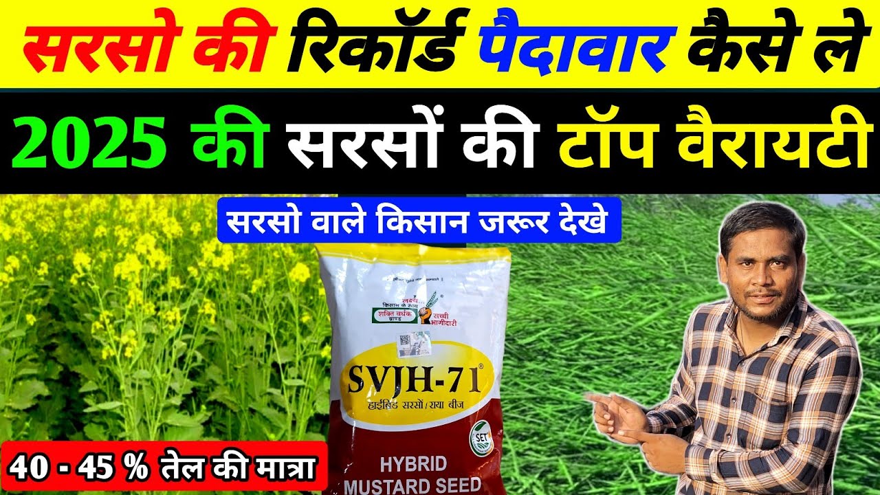 SVJH - 71 | सरसो की खेती कैसे करे | sarso ki buvai kaise kre | SVJH 71 mustard seed