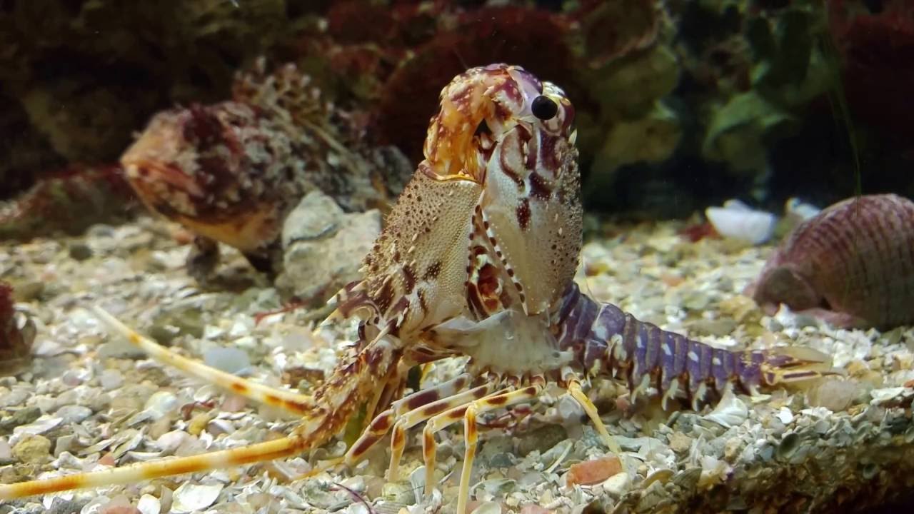 Muda de langosta en Acuario Municipal Santa Pola