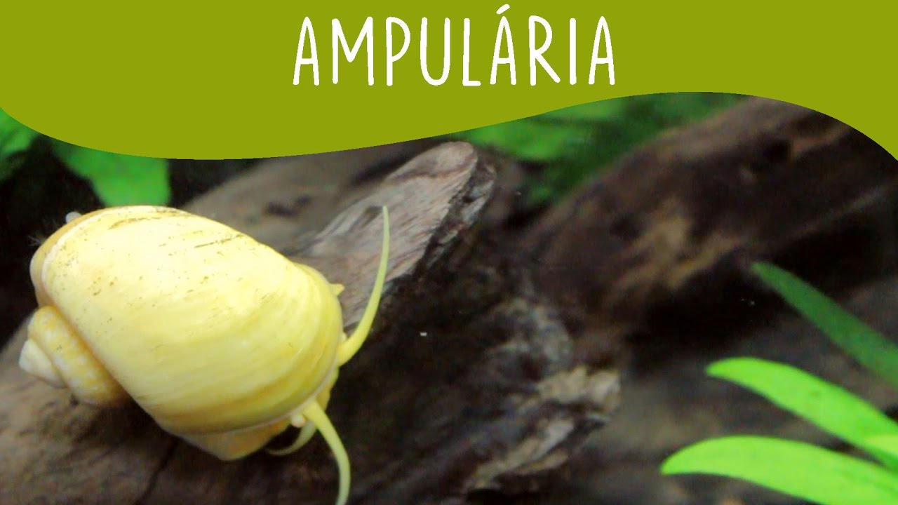 Ampulária - Minha Fauna