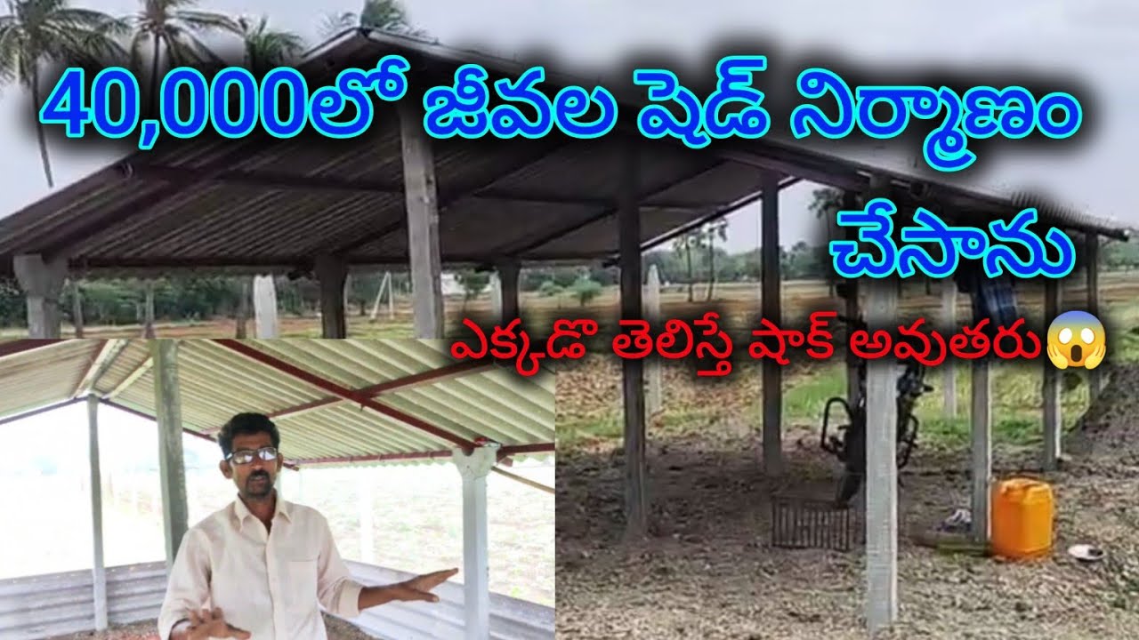 I built a livestock shed in 40,000#asmr #shed #ayushmantrafarming #sheepfarming #jaijawanjaikisan 