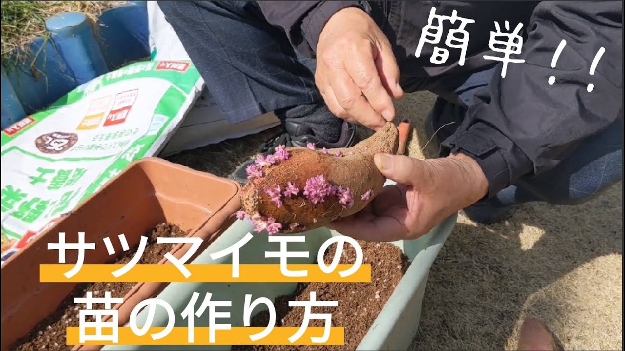 サツマイモ#1 苗の作り方【簡単！】【安納芋】【紅はるか】２０２２年３月５日