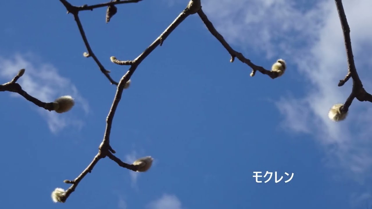 ワクワク会光明池ウォーク2026・02・19