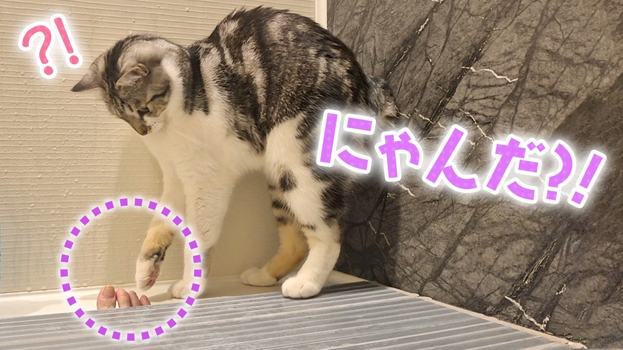 Охранник кошки: 
