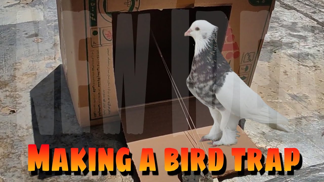 how to make bird trap.I will teach you how to make a very strong bird trap in 2 minutes.