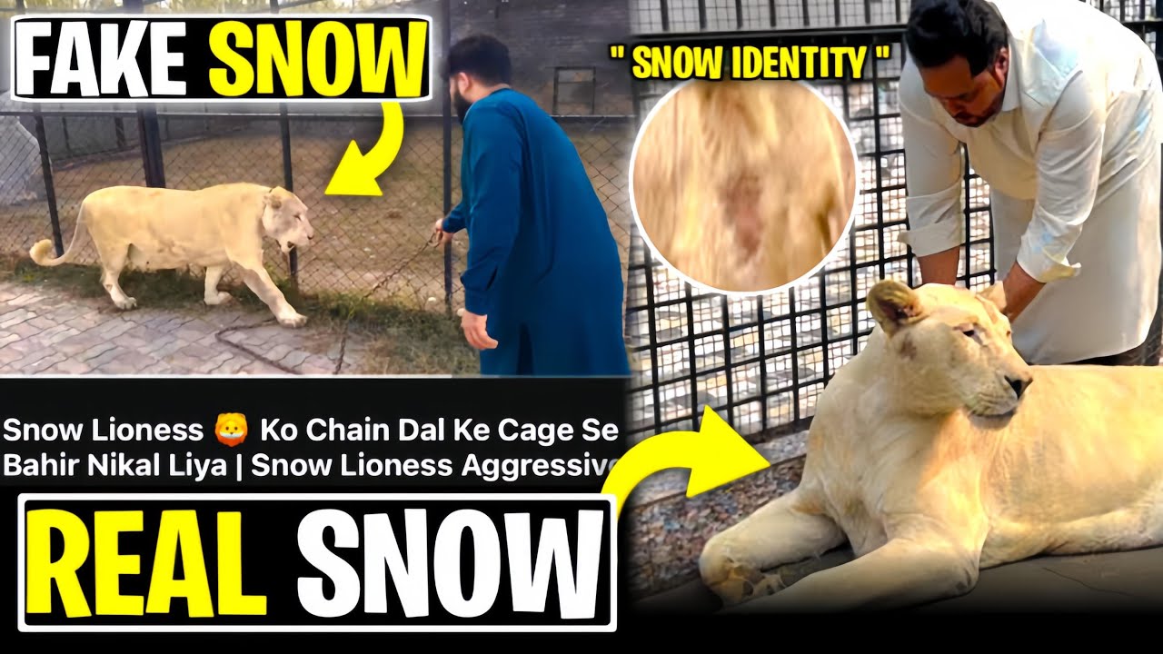 Keun majbor kia btanay pr😰junior Mufasa plan change 😱