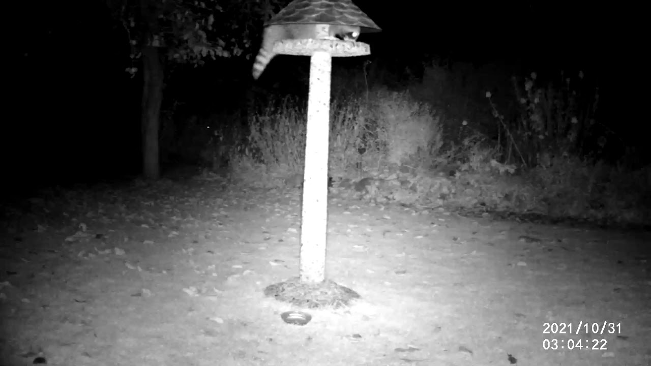 Wildtierkamera im Garten: erste Nacht, Waschbär 😍