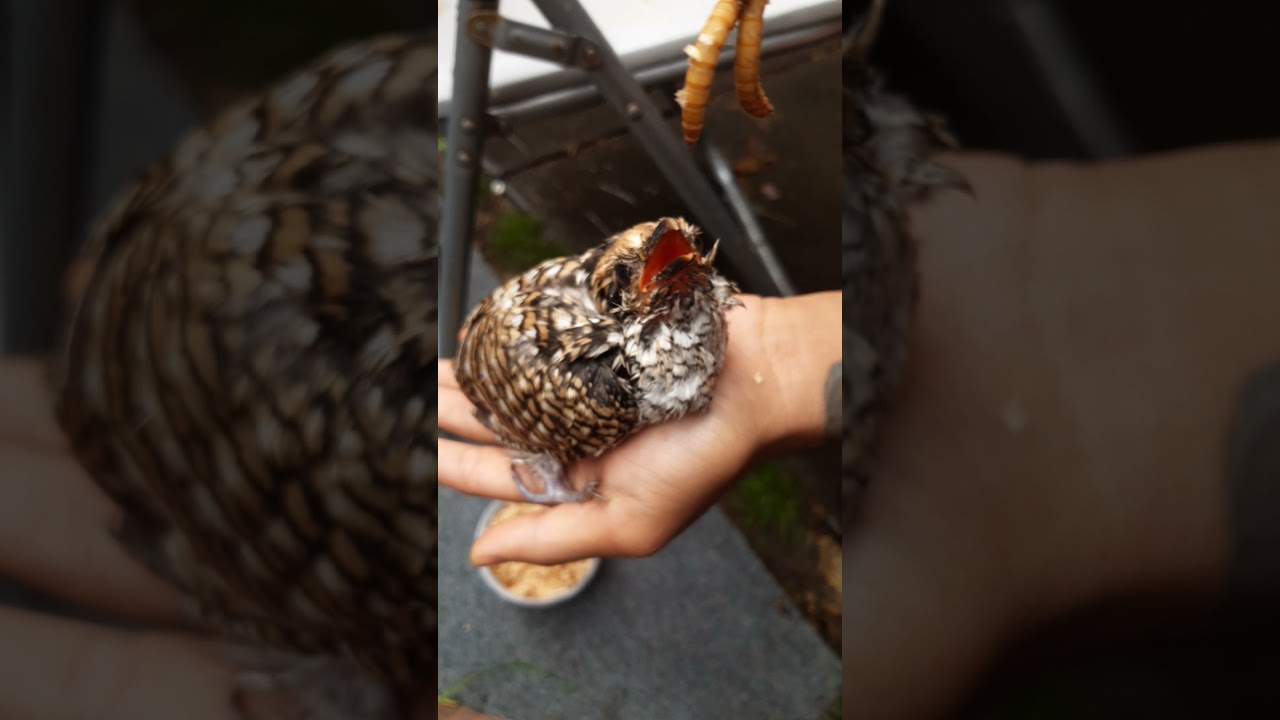 Feeding Baby Eagle Falcon Cuckoo 🪶🦅🦤 #bird #wildlife #australia