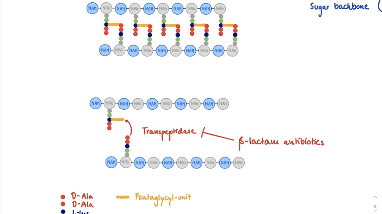 Brandl's Basics: Mechanism of action of beta-lactam antibiotics