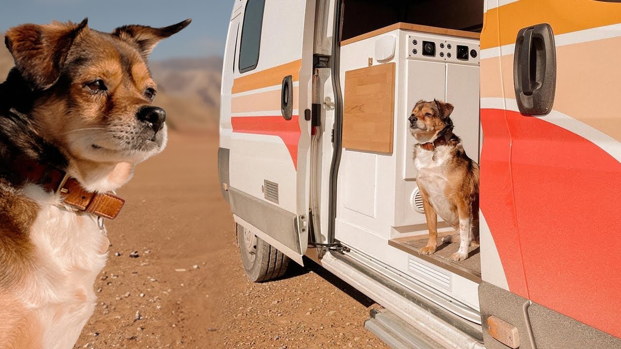 Nos 8 INDISPENSABLES pour voyager en van avec un chien (ou un chat)