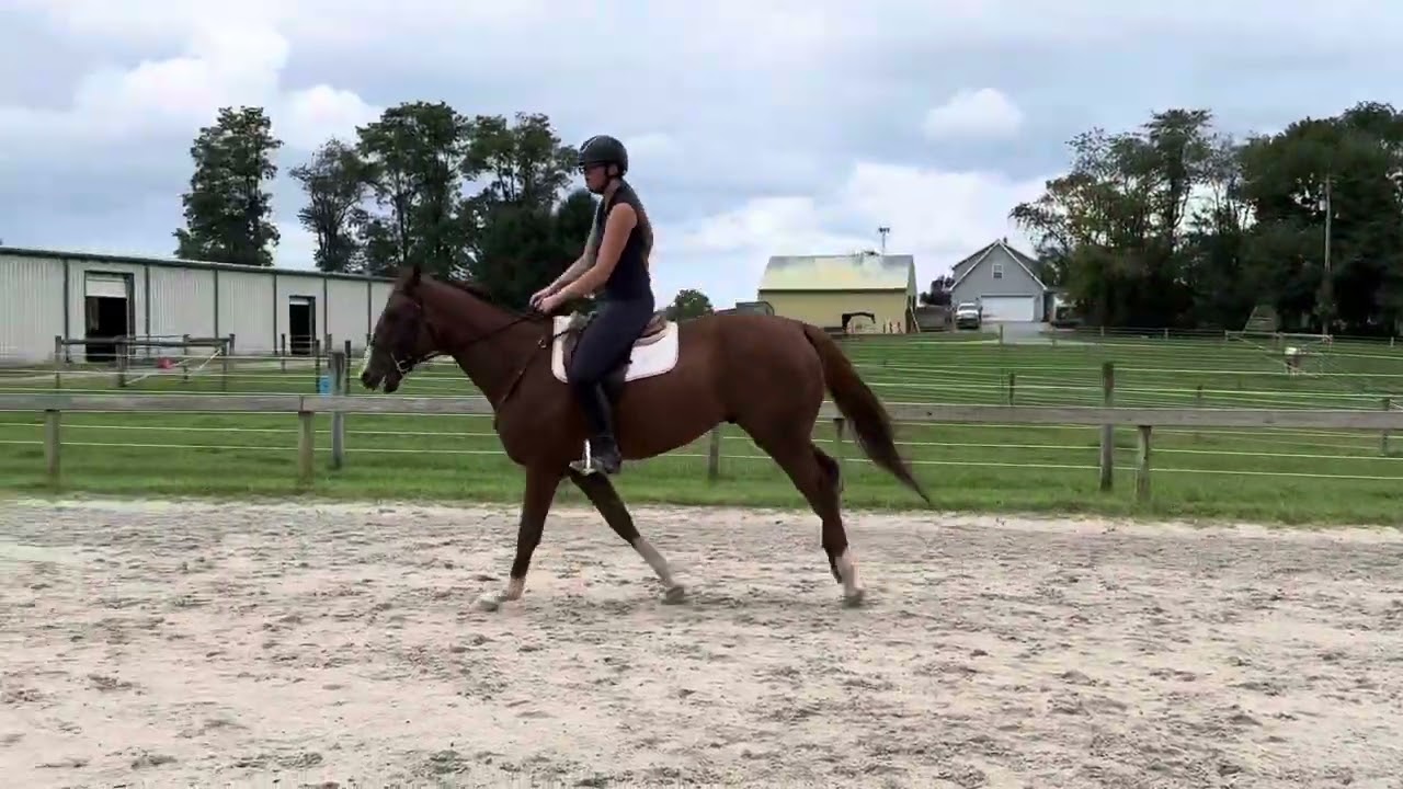 LIGHTNING LAD (w/t/c 8/19/24) - Adoptable Thoroughbred Gelding - New Vocations