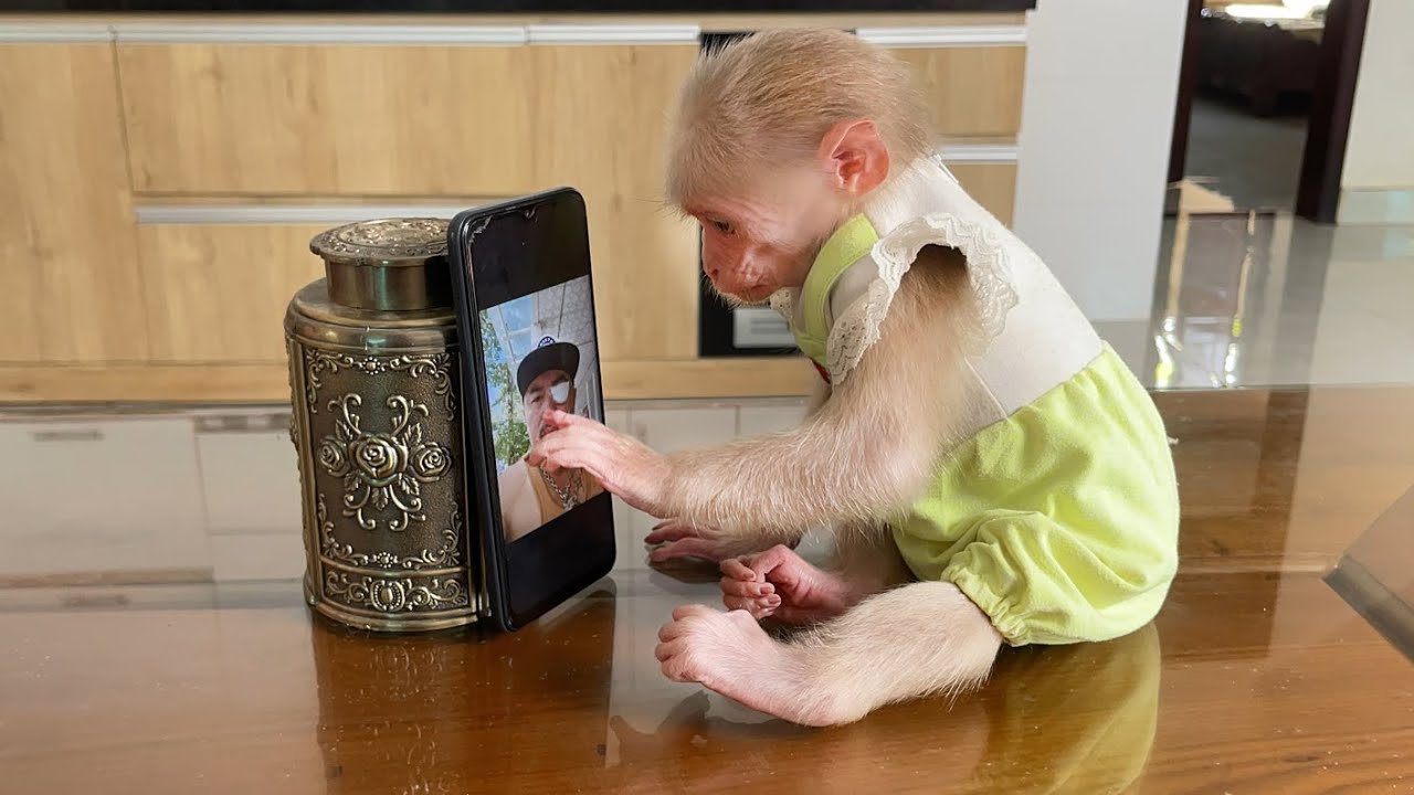 Monkey Luk shouted happily when received phone call from dad
