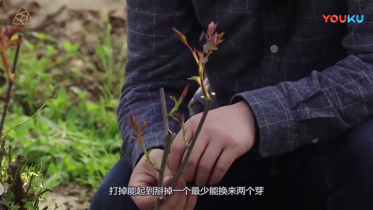 早春多做这一步，可以让月季翻倍开花【天狼说月季】