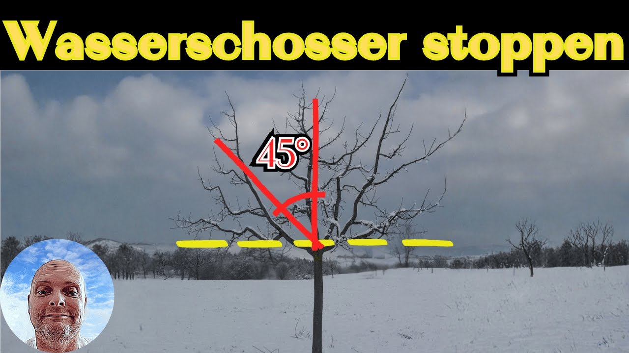 Obstbaumschnitt: Warum 45° über deine Ernte entscheiden (Saftwaage erklärt)