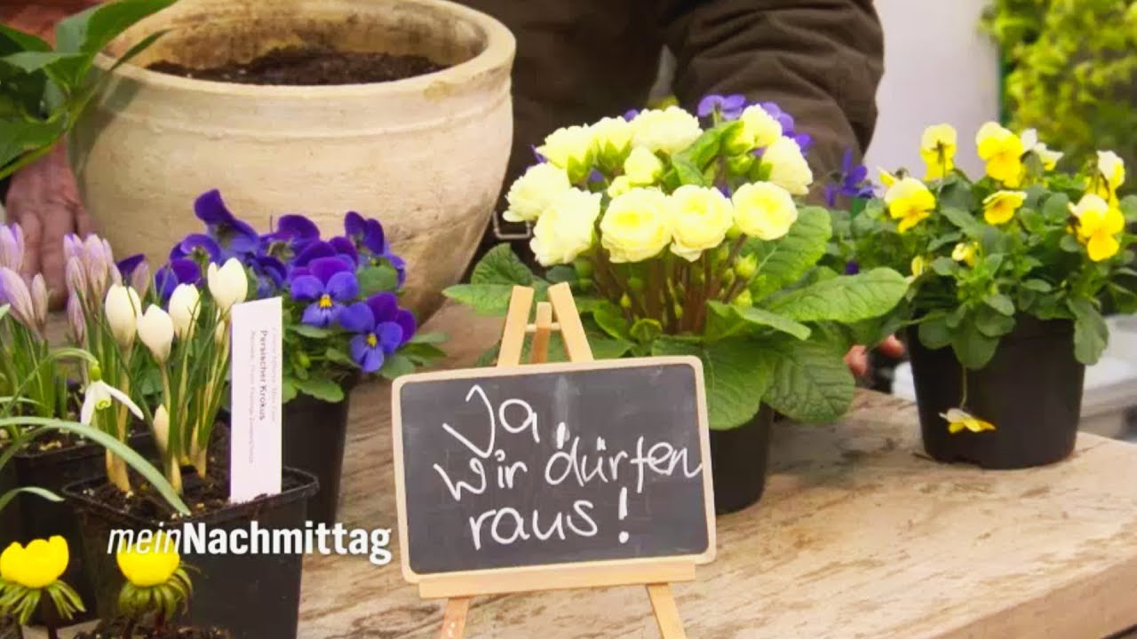 NDR Mein Nachmittag– Robuste Frühblüher für die Balkonbepflanzung