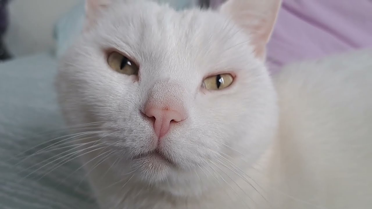 Attempt to record his purring