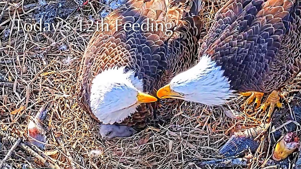 #71🦅🐥6°🥚／Duke Farms Eagle Nest 2026／Duke Mom💗Duke Dad／by Duke  Farms
