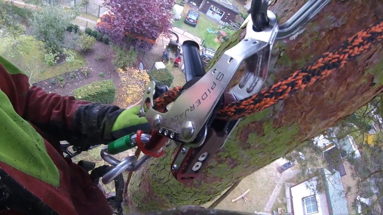 1. Praxistest Spiderjack 3 - tree felling - Pinus