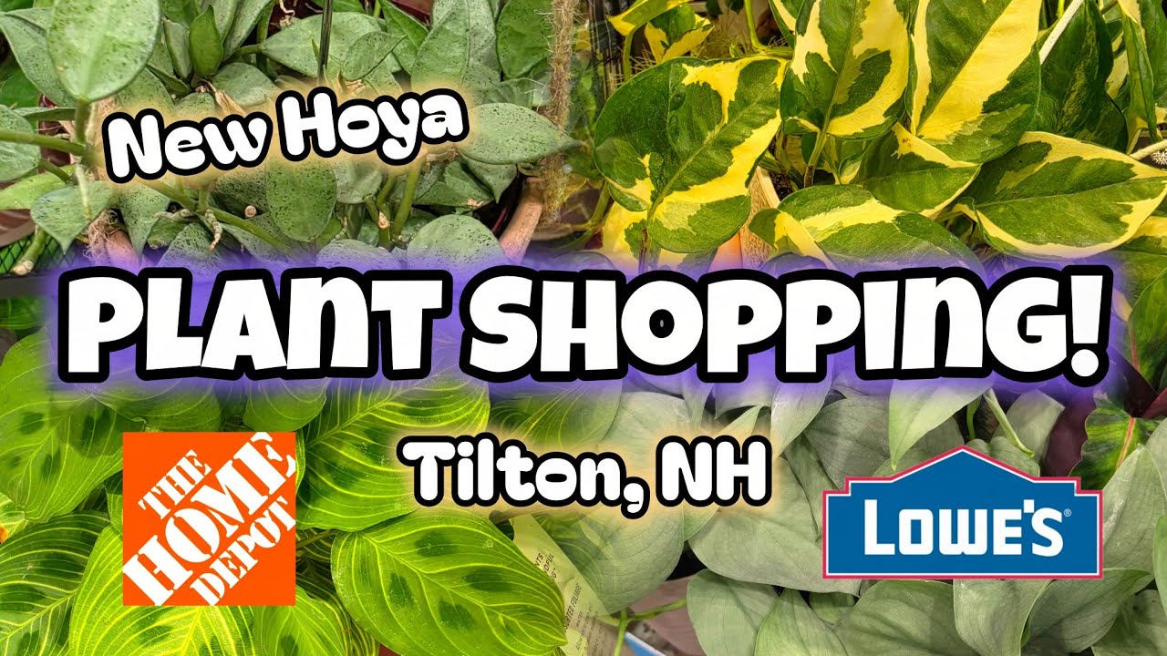 ИЩУ НОВЫЕ РАСТЕНИЯ! 🌿 Home Depot и Lowe's в Тилтоне, Нью-Гэмпшир
