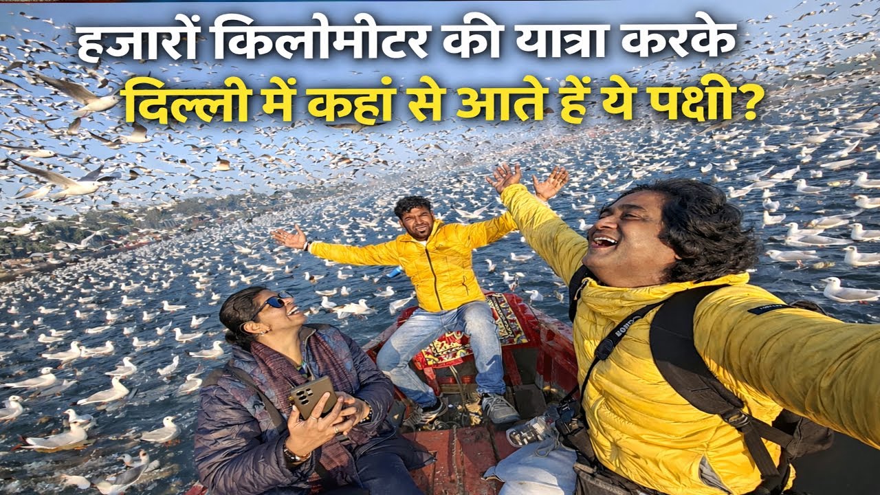 Thousands of Seagulls from Siberia Arrive at Yamuna River II BEST TOURIST LOCATION IN DELHI II