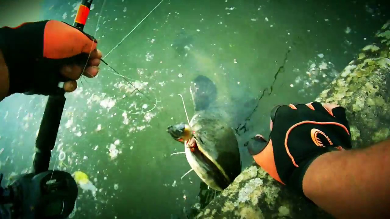 Canne MPP2 Savage gear ,moulin KOMODO KDS 364LX OKUMA en action!!!