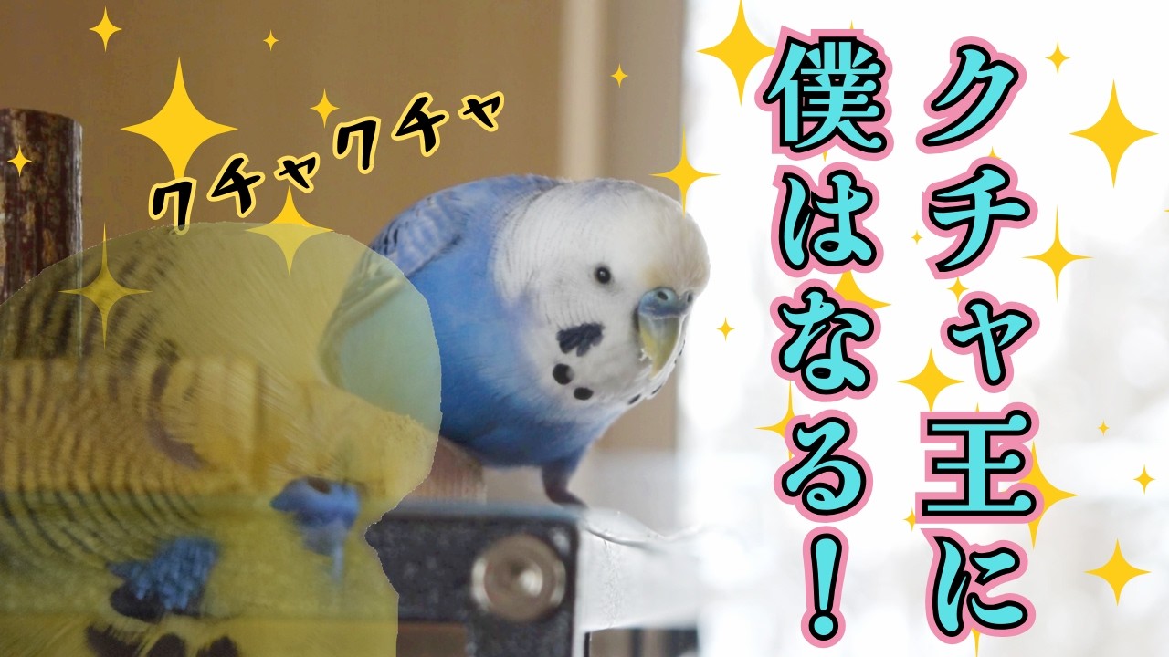 セキセイインコ、クチャとクチャの戦い