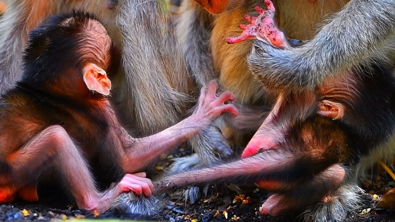 Top Very Cute Moments Of Baby Monkey With Young Mommy,  Adorable Wildlife