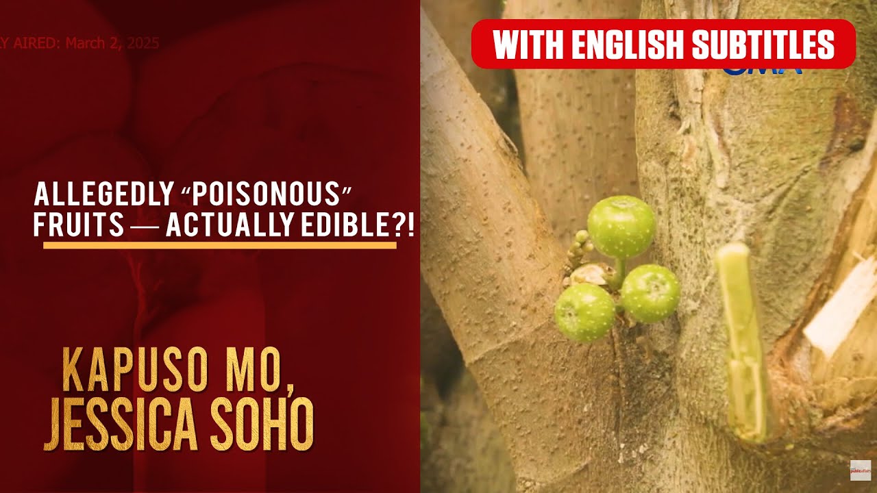 Allegedly &ldquo;poisonous&rdquo; fruits &mdash; actually edible?! (with English subs) | Kapuso Mo, Jessica Soho