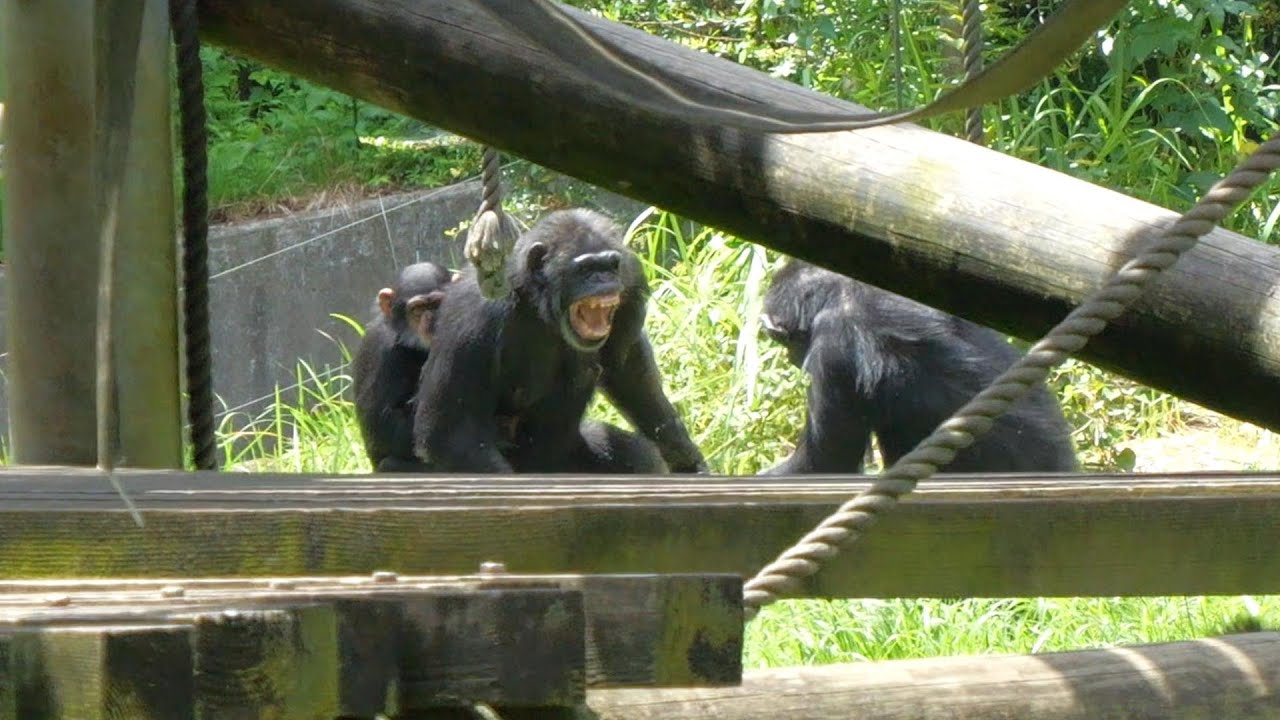 初めての二大巨頭 ピーチとナナの喧嘩（The First Two Giants: Peach and Nana's Fight）　多摩動物公園　チンパンジー　202307