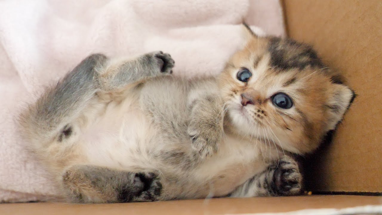 Kitten Kiki likes corners. But what she likes the most is...
