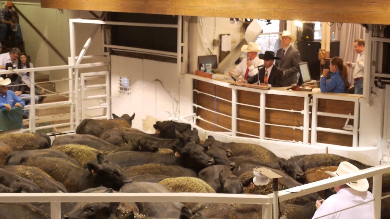 Will Epperly 2017  Runner-Up Champion World Livestock || Learn to be a Livestock Auctioneer