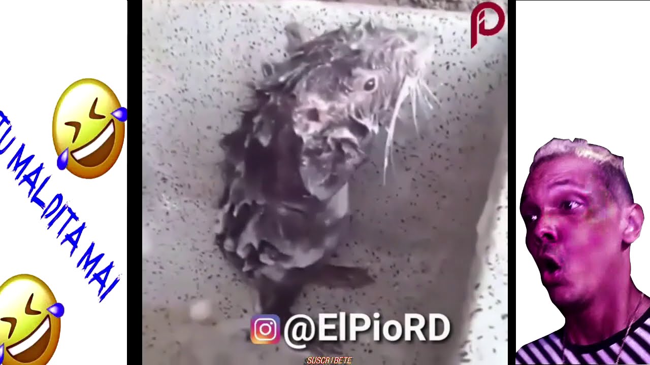 El Pio RD Recopilacion #3