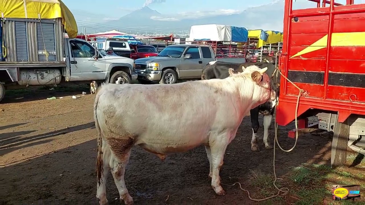 PLAZA GANADERA VILLALTA TLAXCALA-GANADO DEMACIADO BARATO-BORREGOS  EN BULTO, POR KILO Y EN CANAL..