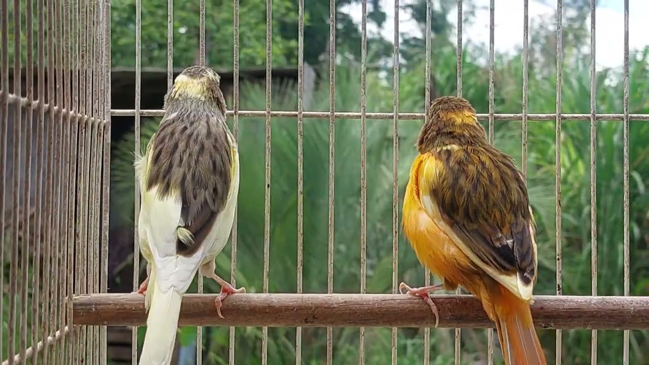 Rocha canarios. ( lindos canários belgas)