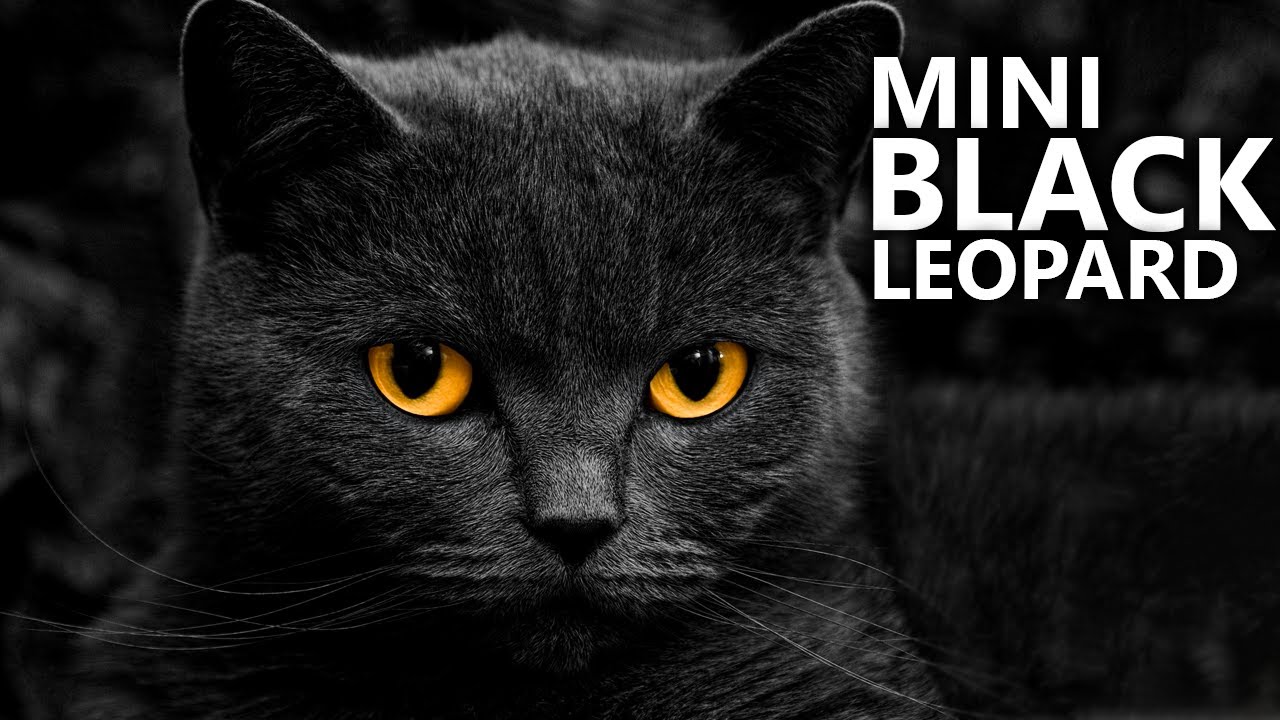 Bombay Cat 101 - Learn ALL About Them!