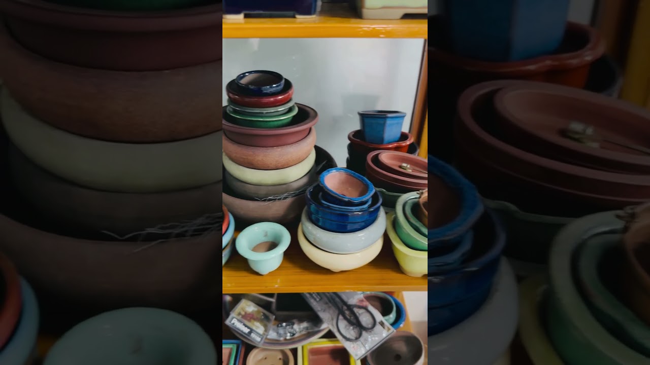 My collection of bonsai pots #japanbonsaipots #thilandbonsaipots #bonsaiphahtee #bonsaipots #bonsai