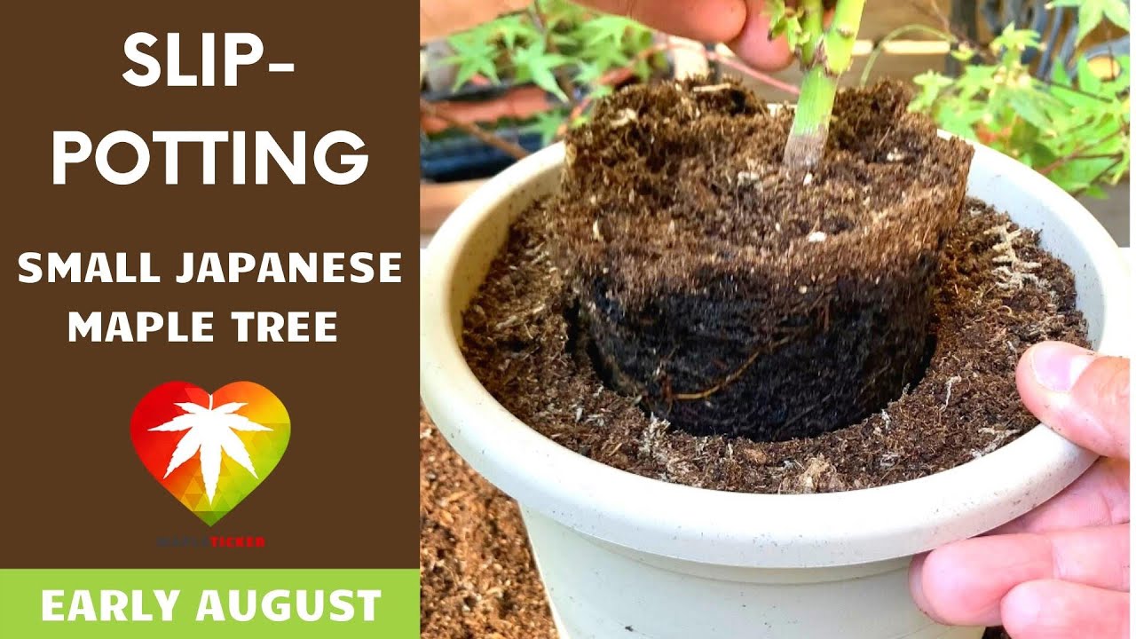 Slip potting Japanese maple (early August)
