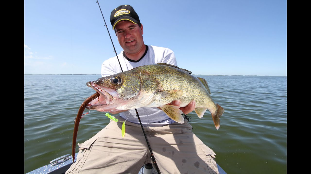 Bottom Bouncer and Spinner Walleyes