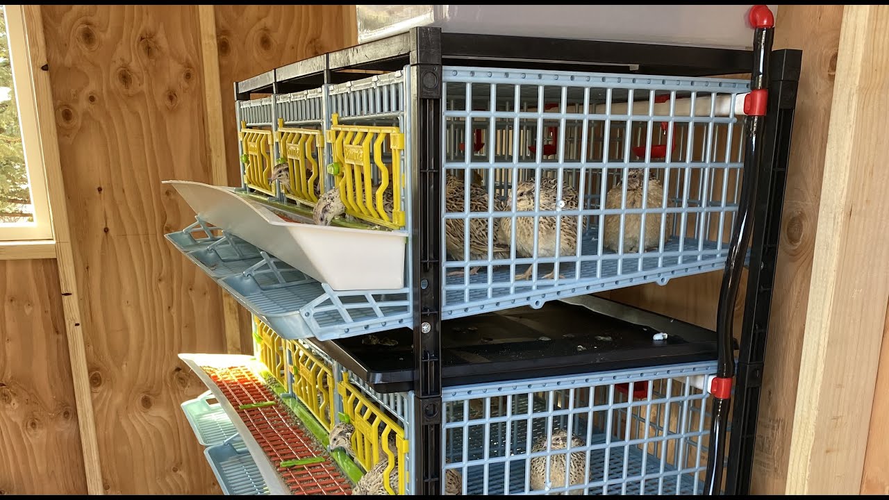 Hatching Time Quail Cage - Broken on Arrival