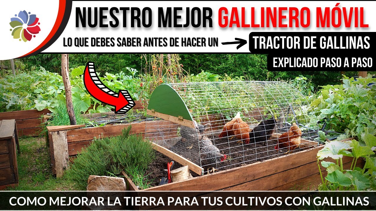 🐔 TRACTOR de GALLINAS para HUERTA en detalle - Hicimos varios y este es el mejor, te explico por qué