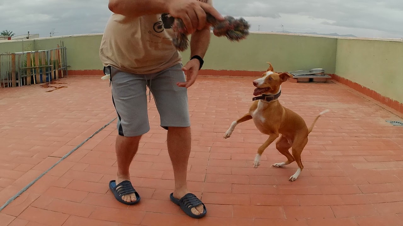 Como enseñar a un perro a cobrar (Podenco)