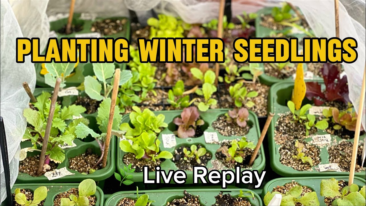 LIVE 🌿 Planting Winter Seedlings