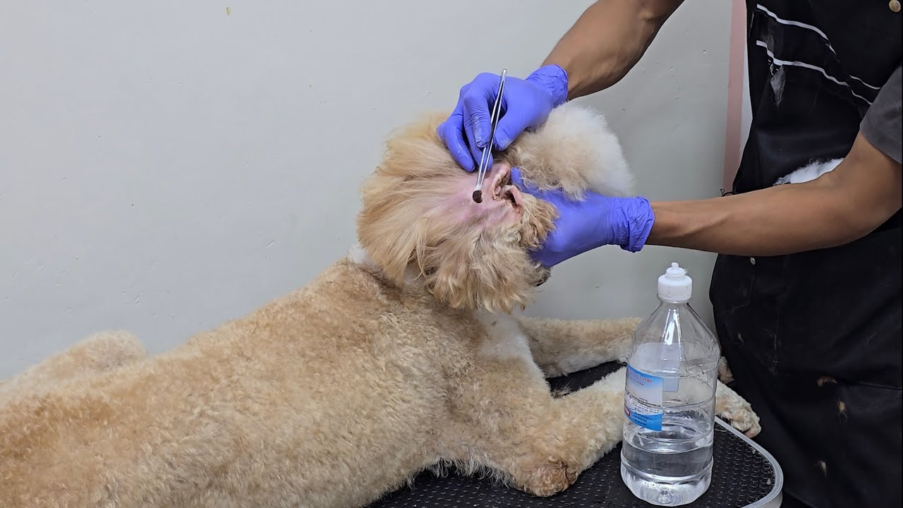 cleaning ear dog poodle standard very dirty