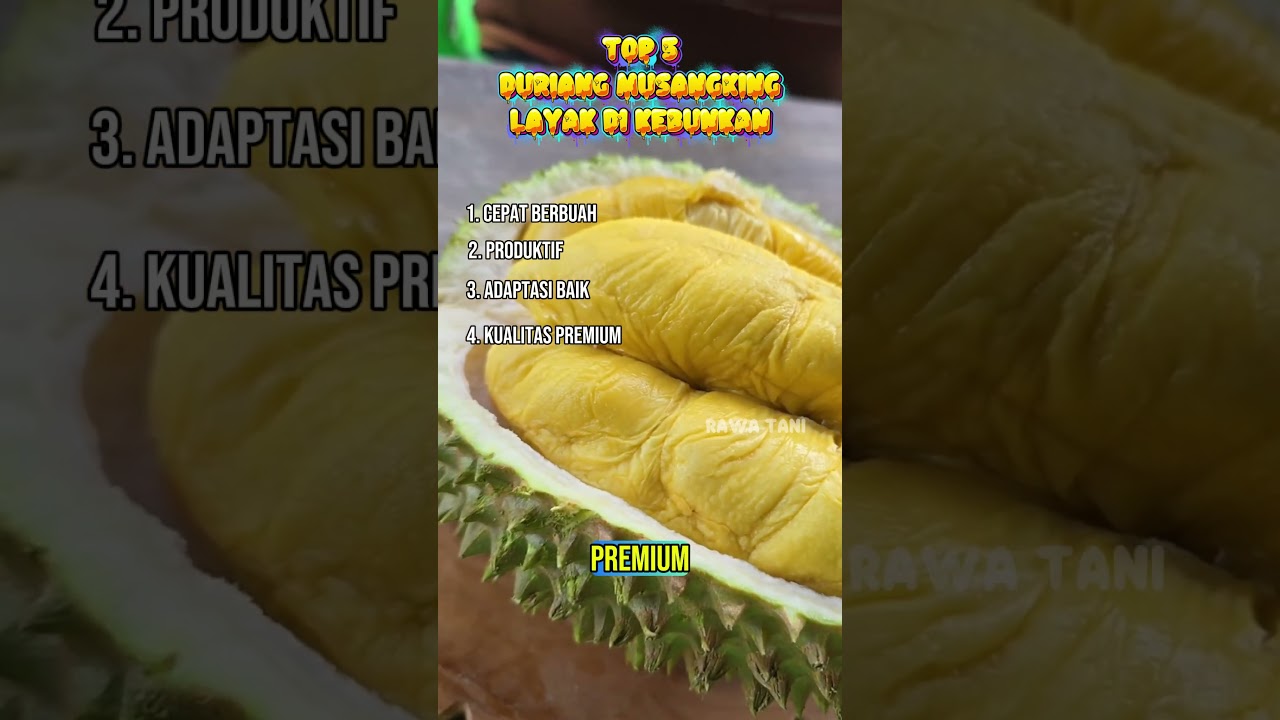 5 Alasan Durian Musang King Layak di Kebunkan !!. 