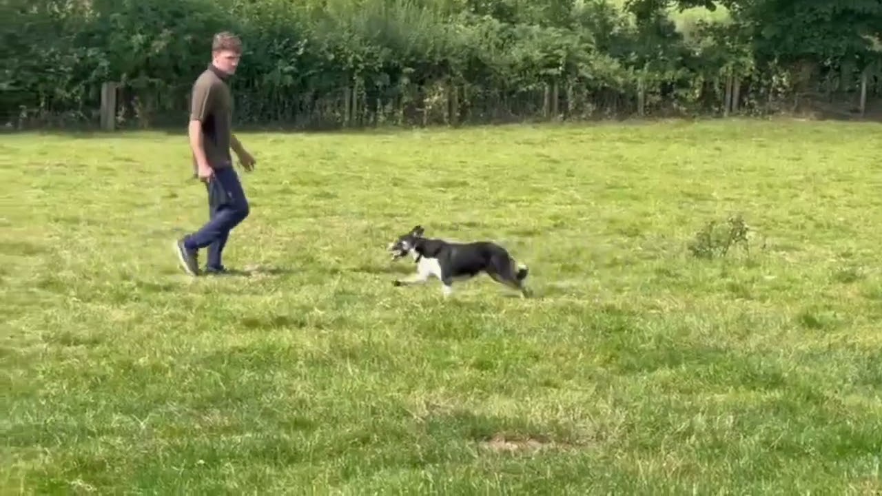 Lot 61: Preseli Peg - 27/08/25 - Farmers Marts Dolgellau Online Sheepdog Auction